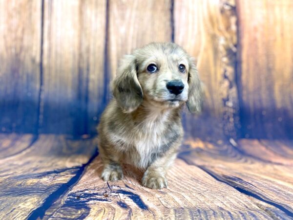 Dachshund DOG Male brindle 13939 Petland Chillicothe, Ohio