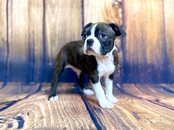 Boston Terrier DOG Male BRINDLE WHT 13938 Petland Chillicothe, Ohio