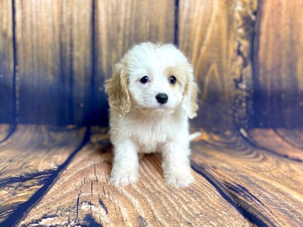 Cava Chon DOG Female Blenhiem 13953 Petland Chillicothe, Ohio