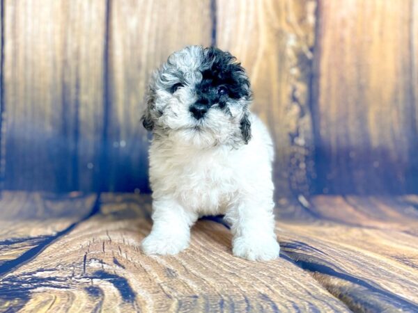 Poo Chon DOG Male BLUE MERLE 13951 Petland Chillicothe, Ohio