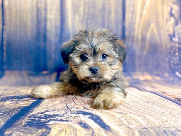 Shorkie DOG Female BEIGE 13949 Petland Chillicothe, Ohio