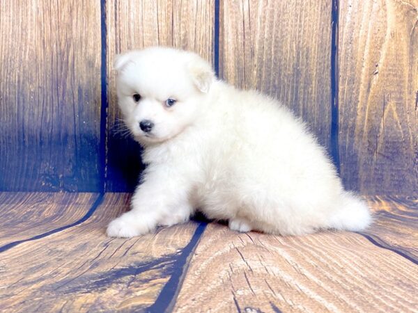 Pomsky DOG Male CREAM WHITE 13947 Petland Chillicothe, Ohio