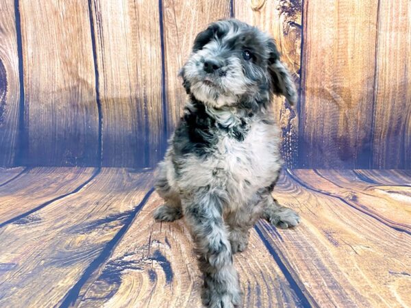 Goldendoodle DOG Female Blue Merle 13962 Petland Chillicothe, Ohio