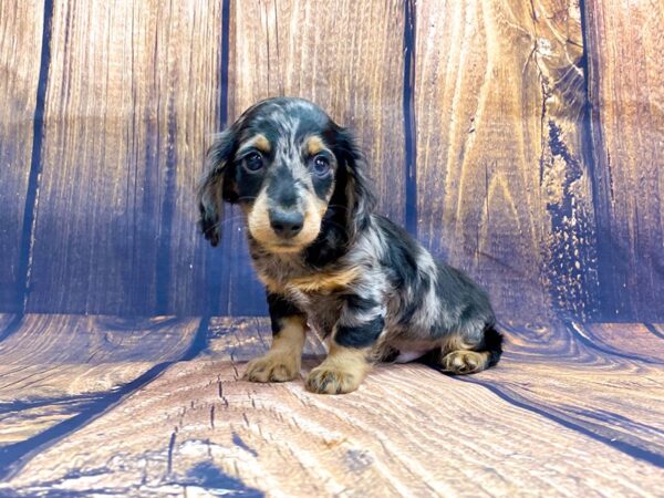 Dachshund DOG Male silver dapple 13970 Petland Chillicothe, Ohio