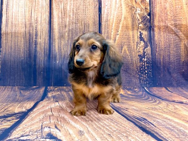 Dachshund DOG Male RED 13971 Petland Chillicothe, Ohio