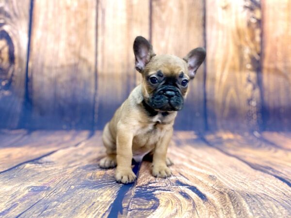 French Bulldog DOG Male Fawn 13981 Petland Chillicothe, Ohio