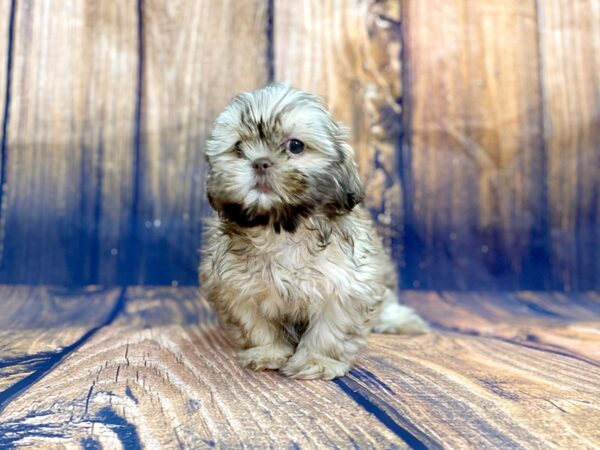 Shih Tzu DOG Male liver 13978 Petland Chillicothe, Ohio