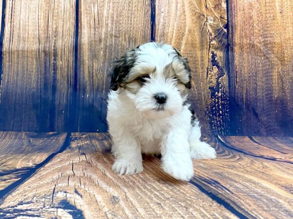 Shih Poo-DOG-Male-black and tan-13977-Petland Chillicothe, Ohio