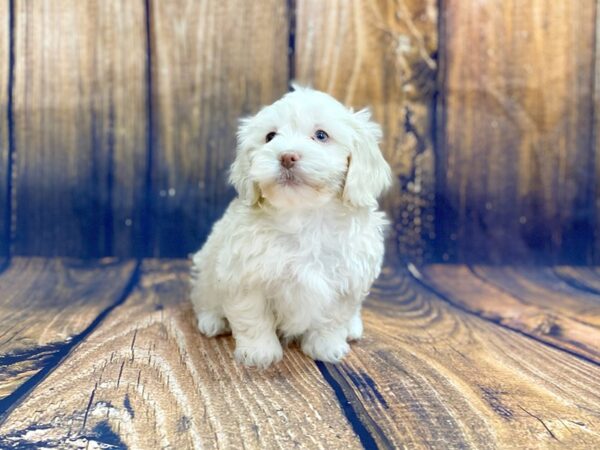 Shih Poo-DOG-Male-CREAM WHITE-13975-Petland Chillicothe, Ohio