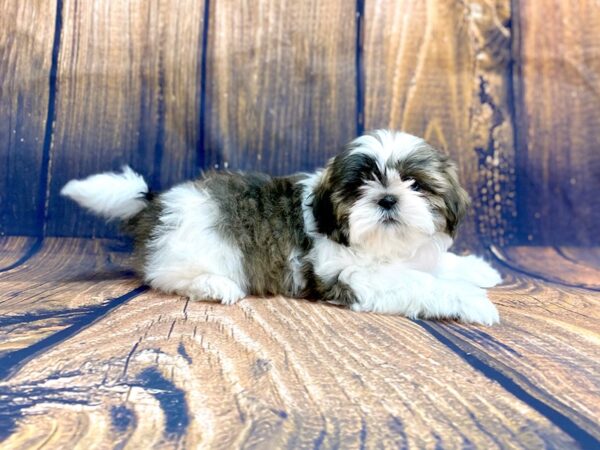 Teddy Bear DOG Female brown white 13973 Petland Chillicothe, Ohio