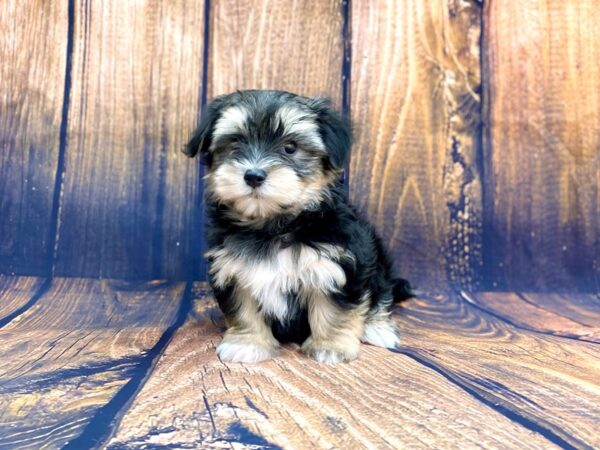 Morkie DOG Male BLK TAN 13972 Petland Chillicothe, Ohio