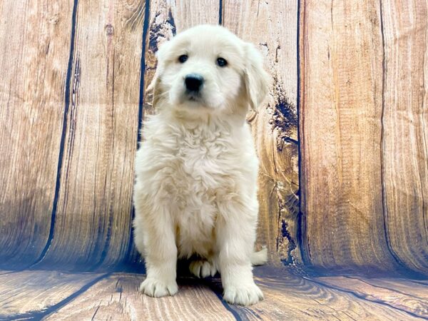 Golden Retriever DOG Female Light Golden 13983 Petland Chillicothe, Ohio