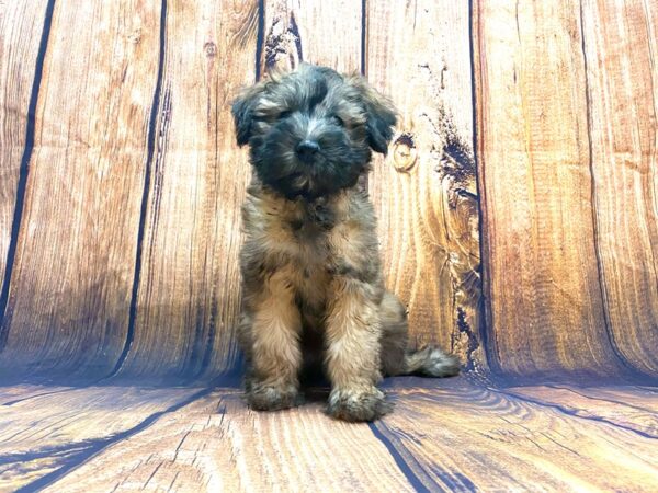 Soft Coated Wheaten Terrier-DOG-Female-Wheaten-13982-Petland Chillicothe, Ohio