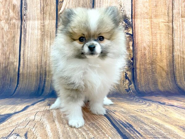 Pomeranian DOG Male Sable & White 13979 Petland Chillicothe, Ohio