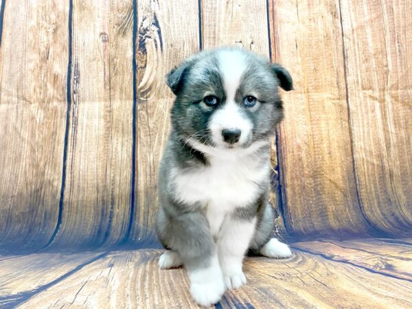 Aussimo DOG Female Blue & White 13974 Petland Chillicothe, Ohio