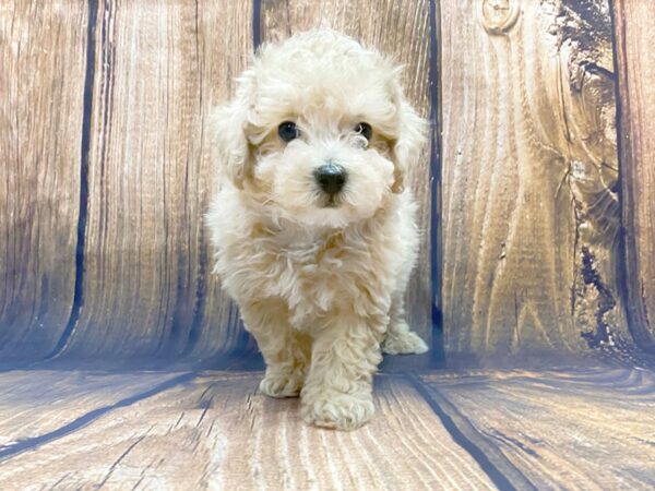 Poochon DOG Male Light Red 13969 Petland Chillicothe, Ohio