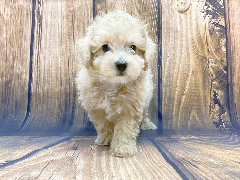 Poochon red best sale