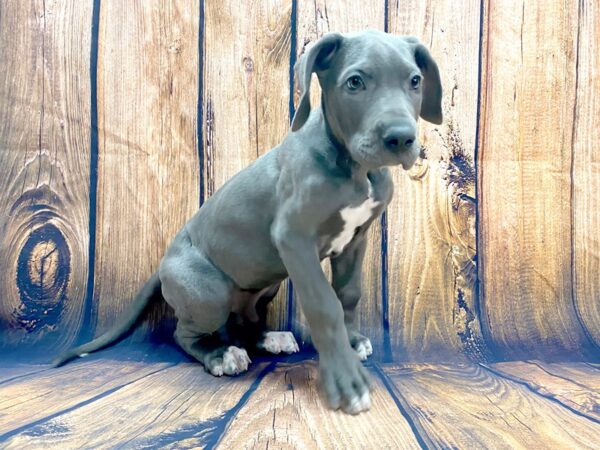 Great Dane-DOG-Male-Gray-13961-Petland Chillicothe, Ohio