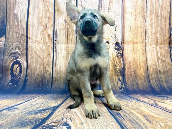 German Shepherd DOG Male Sable 13987 Petland Chillicothe, Ohio