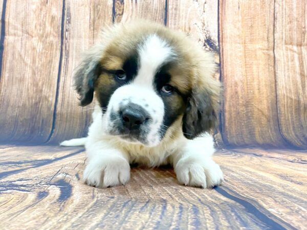 Saint Bernard DOG Male Mahogany & White 13985 Petland Chillicothe, Ohio