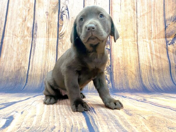 Labrador Retriever DOG Female Chocolate 13984 Petland Chillicothe, Ohio