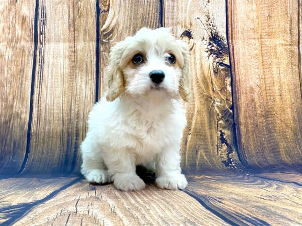 Cavachon DOG Female Blenheim 13989 Petland Chillicothe, Ohio