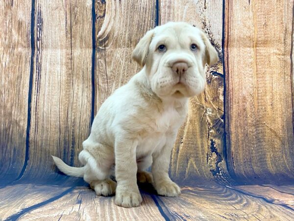 Mini Hippo DOG Male Buff 13995 Petland Chillicothe, Ohio