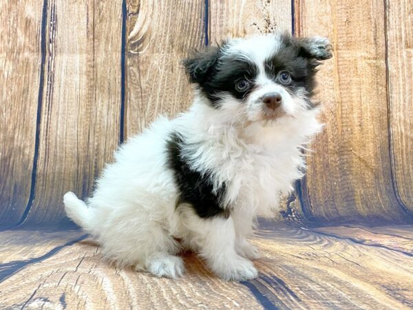 Pomachon DOG Female Chocolate & White 13994 Petland Chillicothe, Ohio