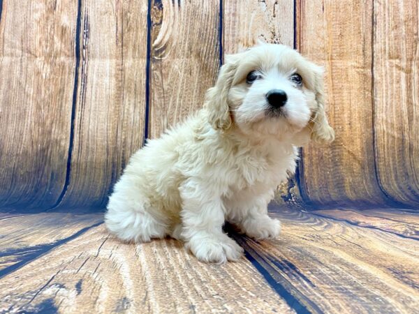 Cavachon DOG Male Blenheim 13993 Petland Chillicothe, Ohio