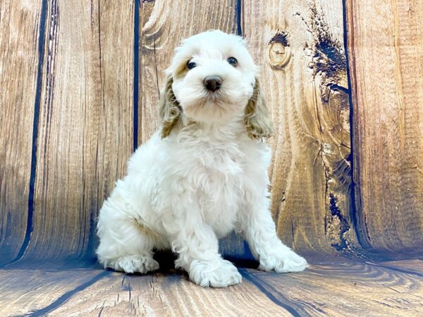 Cockapoo DOG Male Red & White 13992 Petland Chillicothe, Ohio