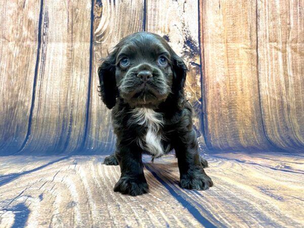 Cocker Spaniel DOG Male Chocolate 13991 Petland Chillicothe, Ohio