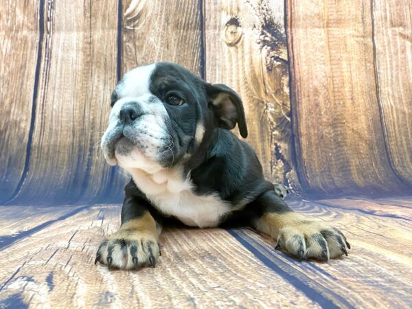 English Bulldog DOG Female Tri 14003 Petland Chillicothe, Ohio