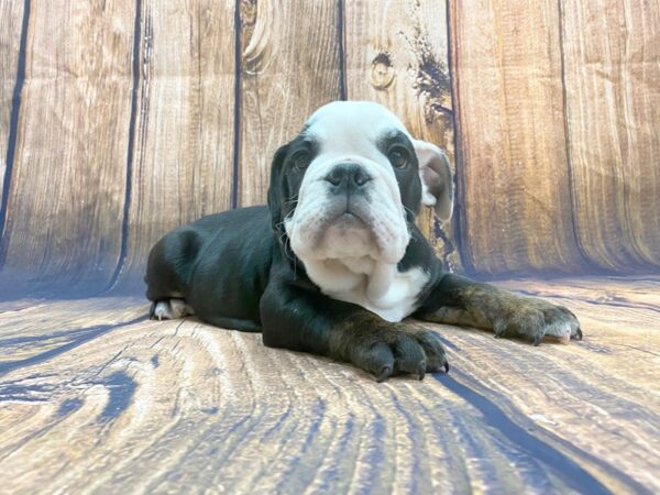 English Bulldog DOG Male Tri 14002 Petland Chillicothe, Ohio