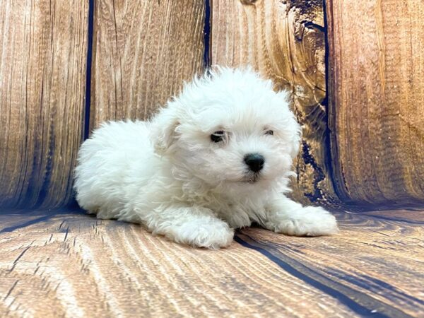 Maltese DOG Male White 14001 Petland Chillicothe, Ohio