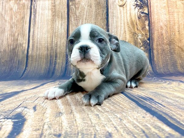 Boston Terrier DOG Female Blue & White 13997 Petland Chillicothe, Ohio