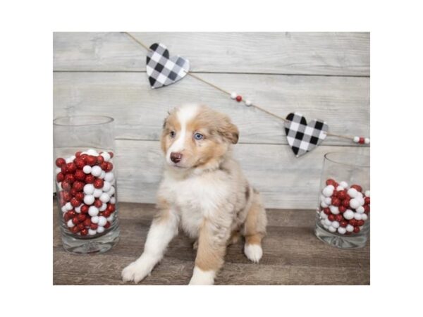 Miniature Australian Shepherd DOG Female Red Merle 14016 Petland Chillicothe, Ohio