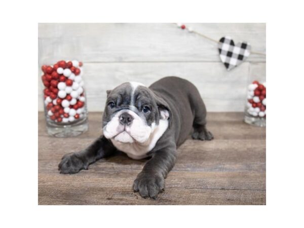 Bulldog DOG Male Blue / White 14015 Petland Chillicothe, Ohio