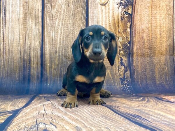 Dachshund DOG Male Black / Tan 14011 Petland Chillicothe, Ohio