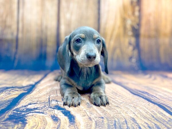 Dachshund DOG Male Blue / Tan 14010 Petland Chillicothe, Ohio