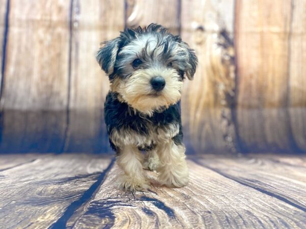 Yorkshire Terrier DOG Male BLK TAN 14006 Petland Chillicothe, Ohio
