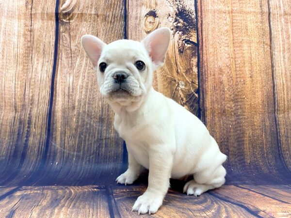 French Bulldog DOG Female Cream 14013 Petland Chillicothe, Ohio