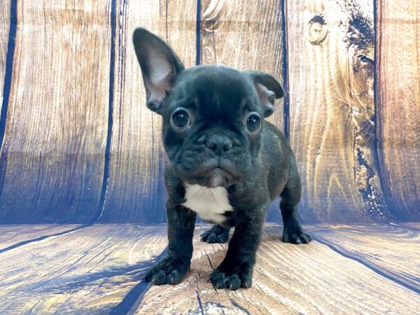 French Bulldog DOG Male Brindle 14012 Petland Chillicothe, Ohio