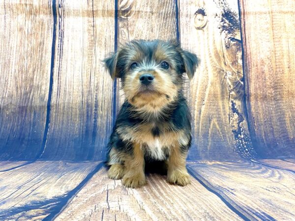 Yorkshire Terrier DOG Male BLK TAN 14009 Petland Chillicothe, Ohio