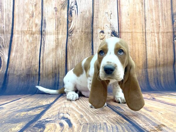 Basset Hound-DOG-Male-Red & White-13958-Petland Chillicothe, Ohio