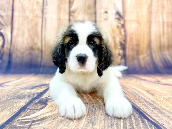 Saint Bernard DOG Female Sable & White 14021 Petland Chillicothe, Ohio