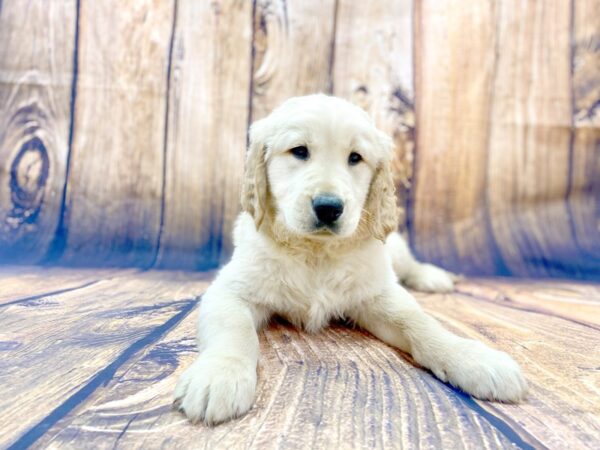 Golden Retriever DOG Male Golden 14020 Petland Chillicothe, Ohio