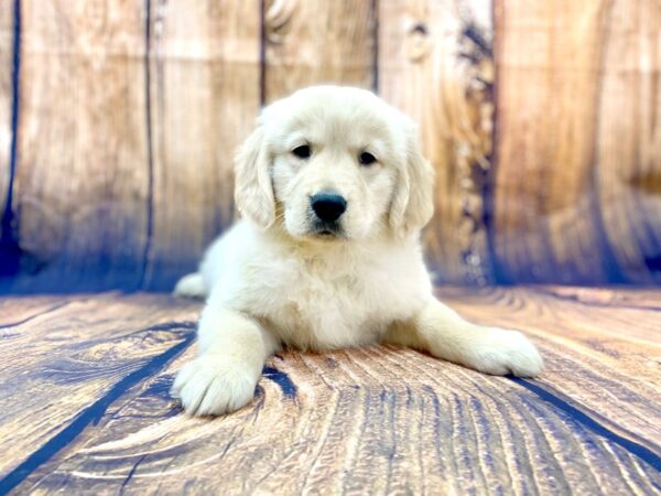 Golden Retriever DOG Female Golden 14019 Petland Chillicothe, Ohio