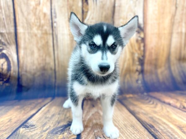 Siberian Husky DOG Female Black & White 14018 Petland Chillicothe, Ohio