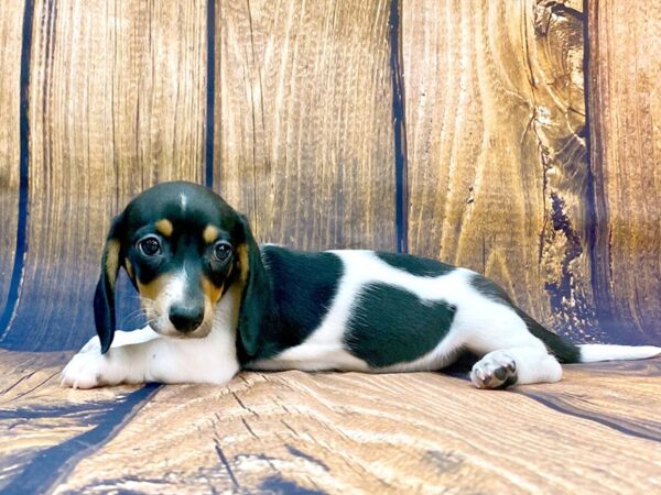 Dachshund DOG Female Black & Tan, Piebald 14027 Petland Chillicothe, Ohio