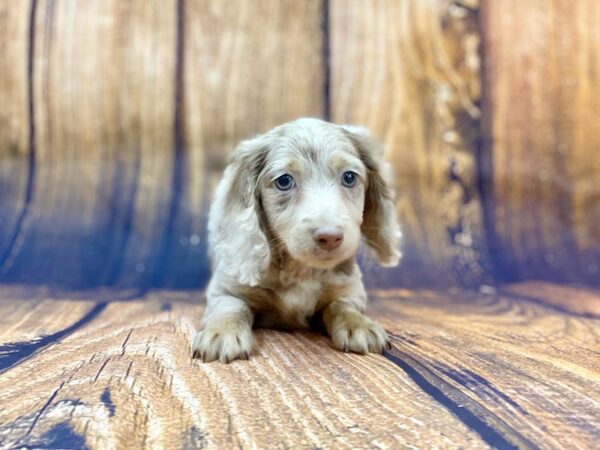 Dachshund DOG Female Long Hair Isabella Dapple 14026 Petland Chillicothe, Ohio